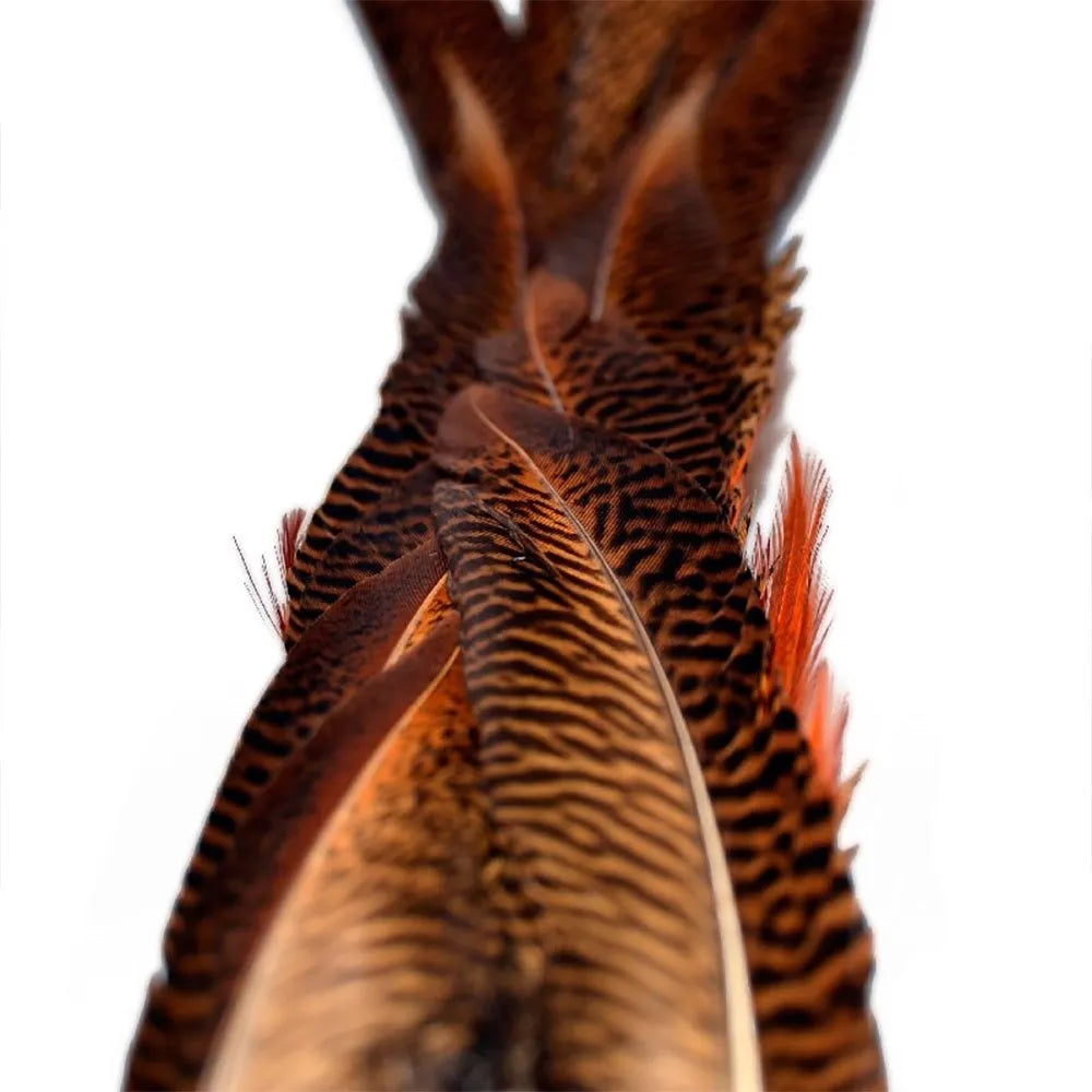 Baetis Male Pheasant Tail Feather